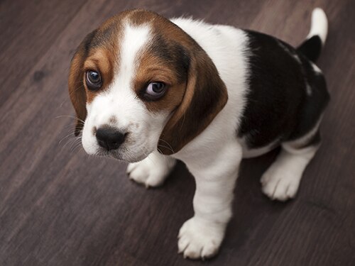 Dogs Behaving Badly Episode Dogs Behaving Badly Episode