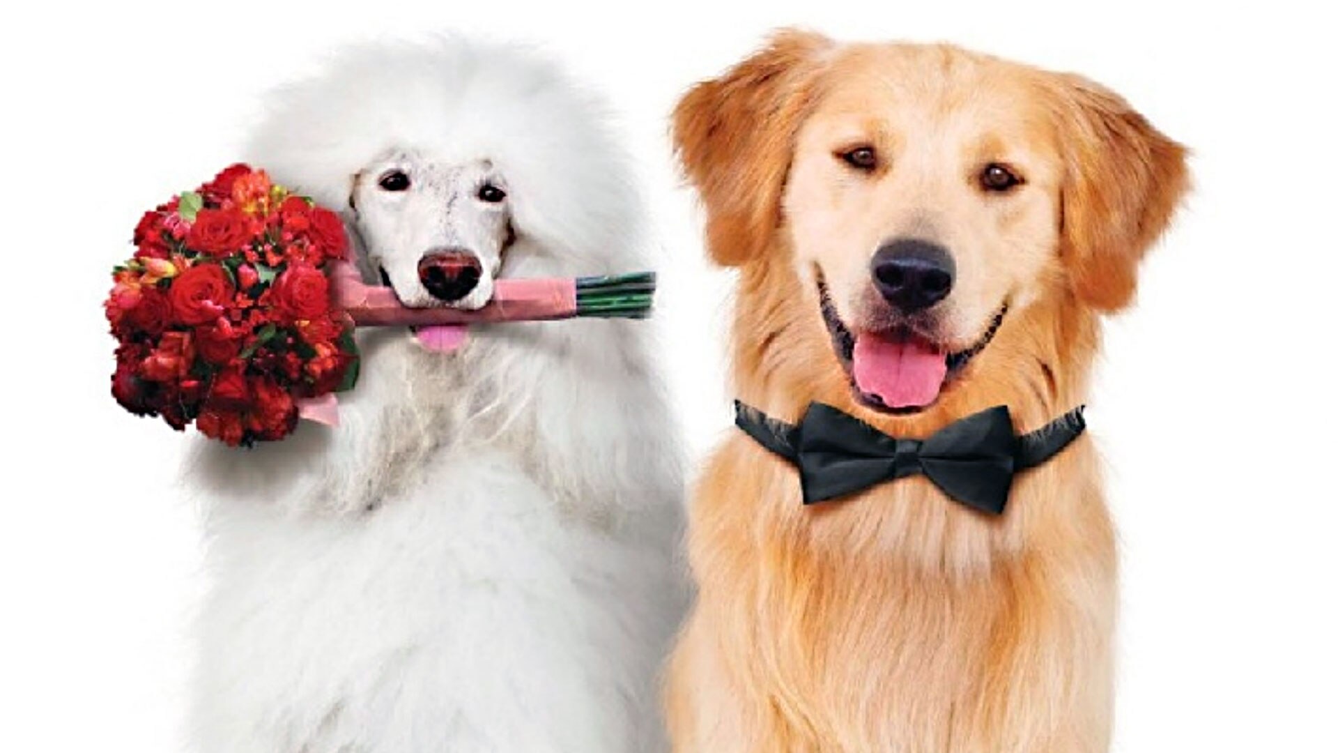 A Christmas Wedding Tail All 4