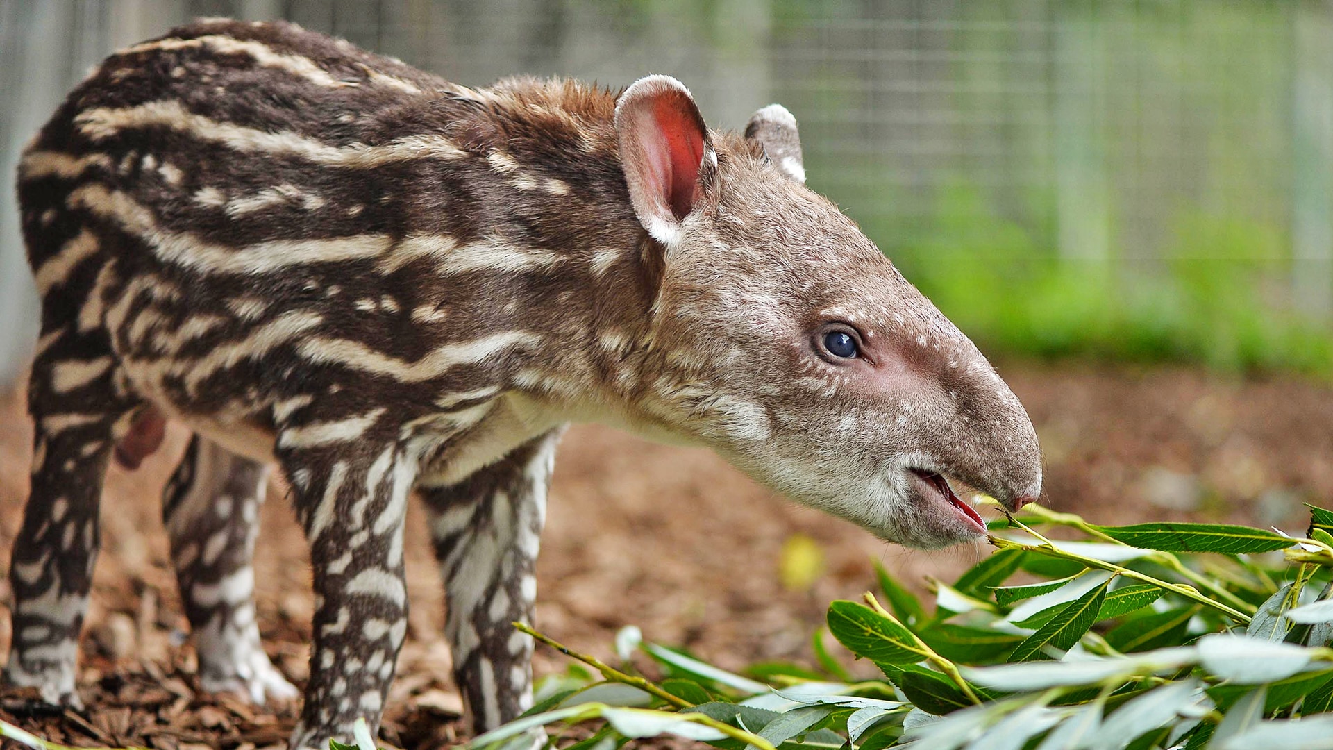 the zoo The zoo, brisbane, australia 27,513 likes 573 talking about this 44,095 were here the zoo is brisbanes' long standing live music venue we cater. the zoo The zoo, brisbane, australia 27,513 likes 573 talking about this 44,095 were here the zoo is brisbanes' long standing live music venue we cater.