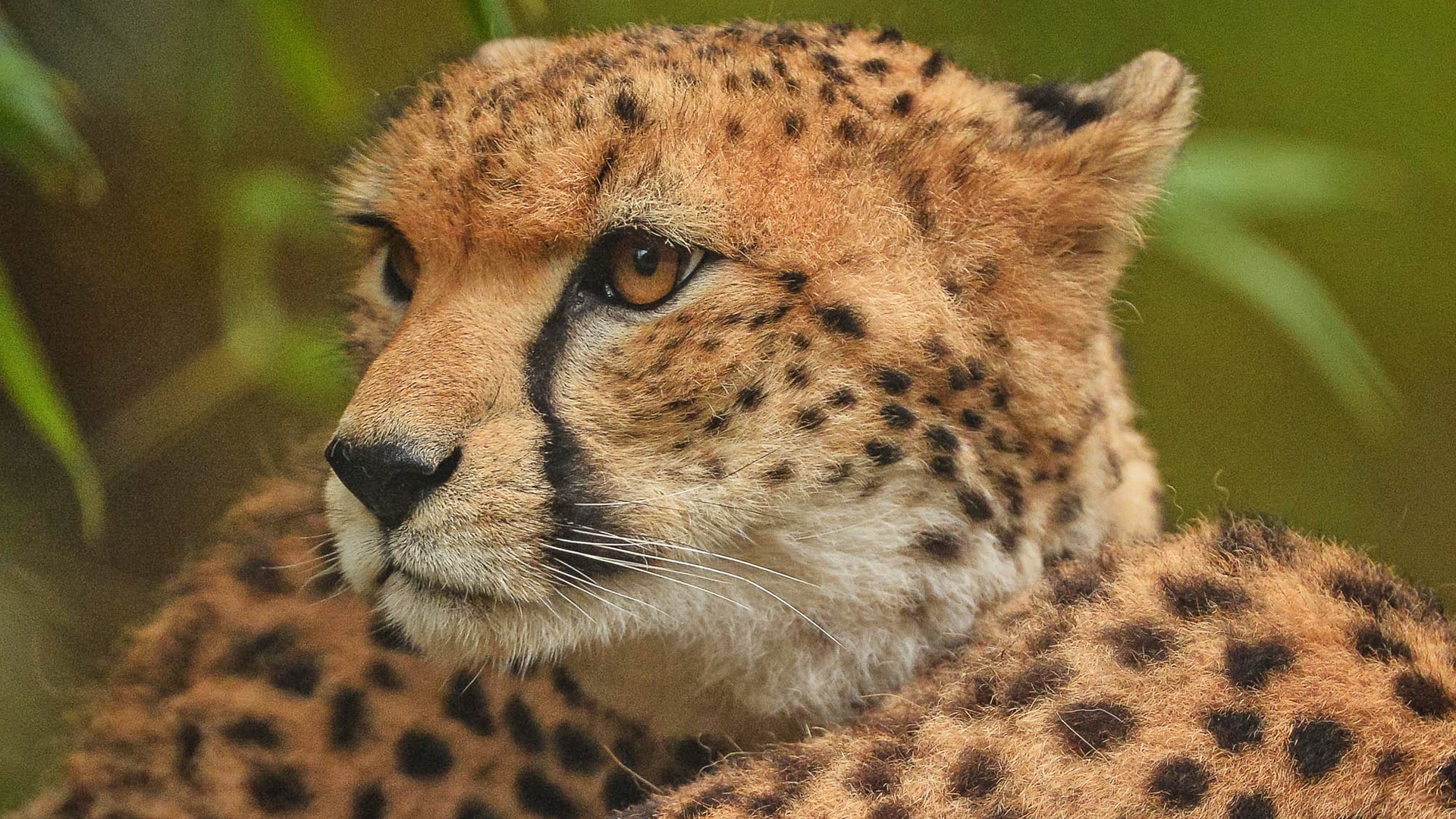 The Secret Life of the Zoo All 4