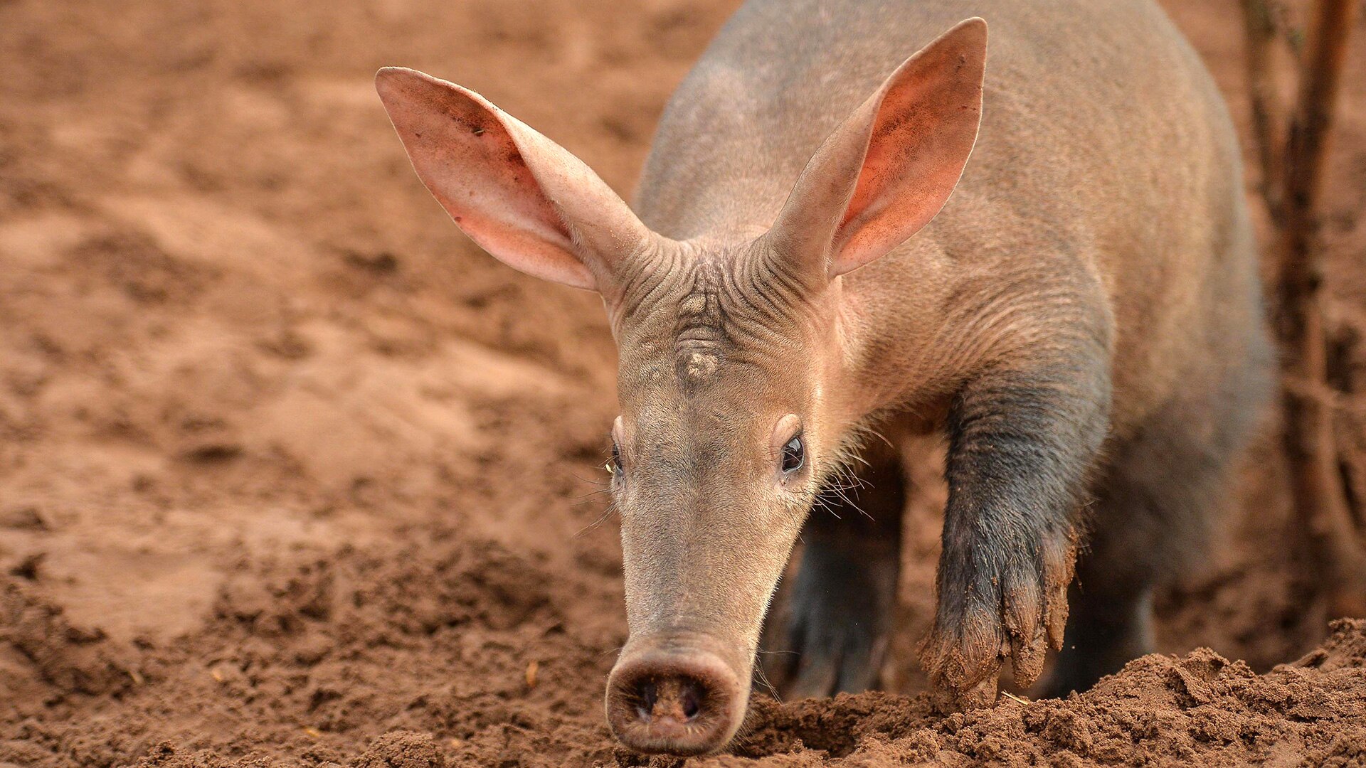 The Secret Life of the Zoo All 4