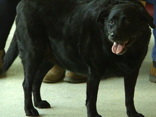 Clebrity Walks With Dogs Channel Clebrity Walks With Dogs Channel