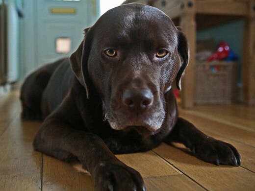 How To Stop Dogs Eating Faeces How To Stop Dogs Eating Faeces