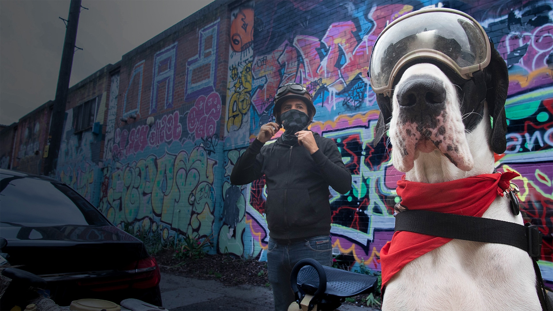 Watch Big Dog Britain Stream free on Channel 4