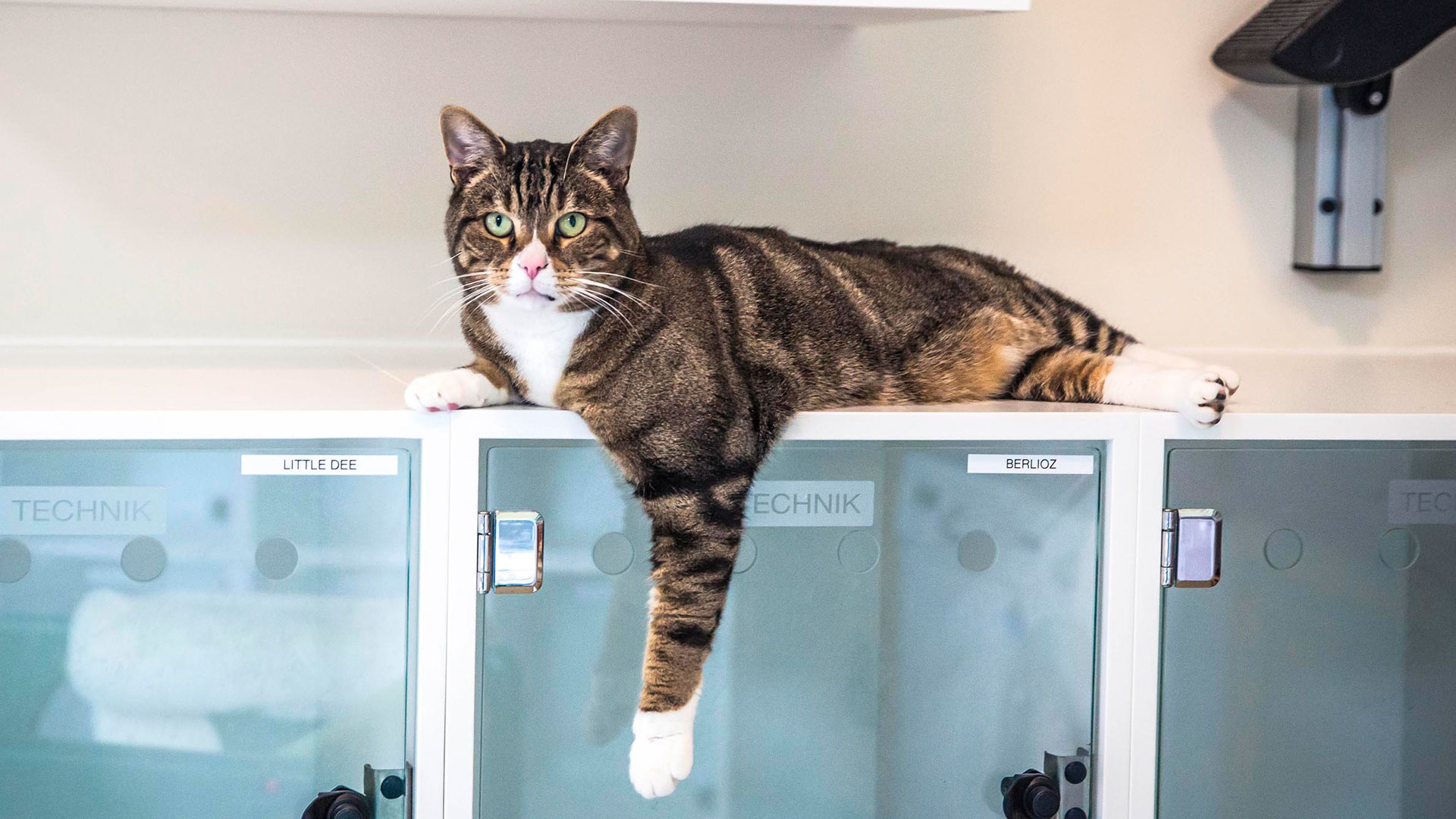 Britain's Giant Pet Food Factory All 4