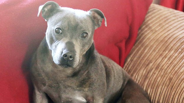 Secret Life Of Dogs Series Episode Secret Life Of Dogs Series Episode