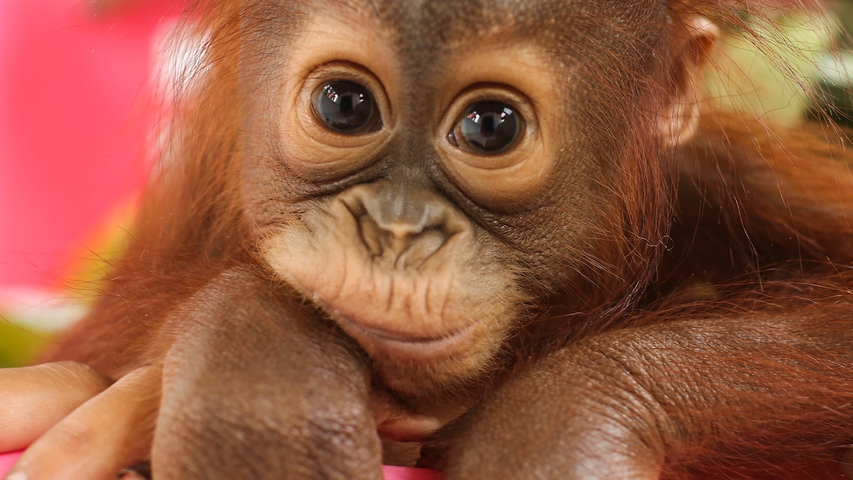 Orangutan Jungle School All 4 Orangutan Jungle School All 4