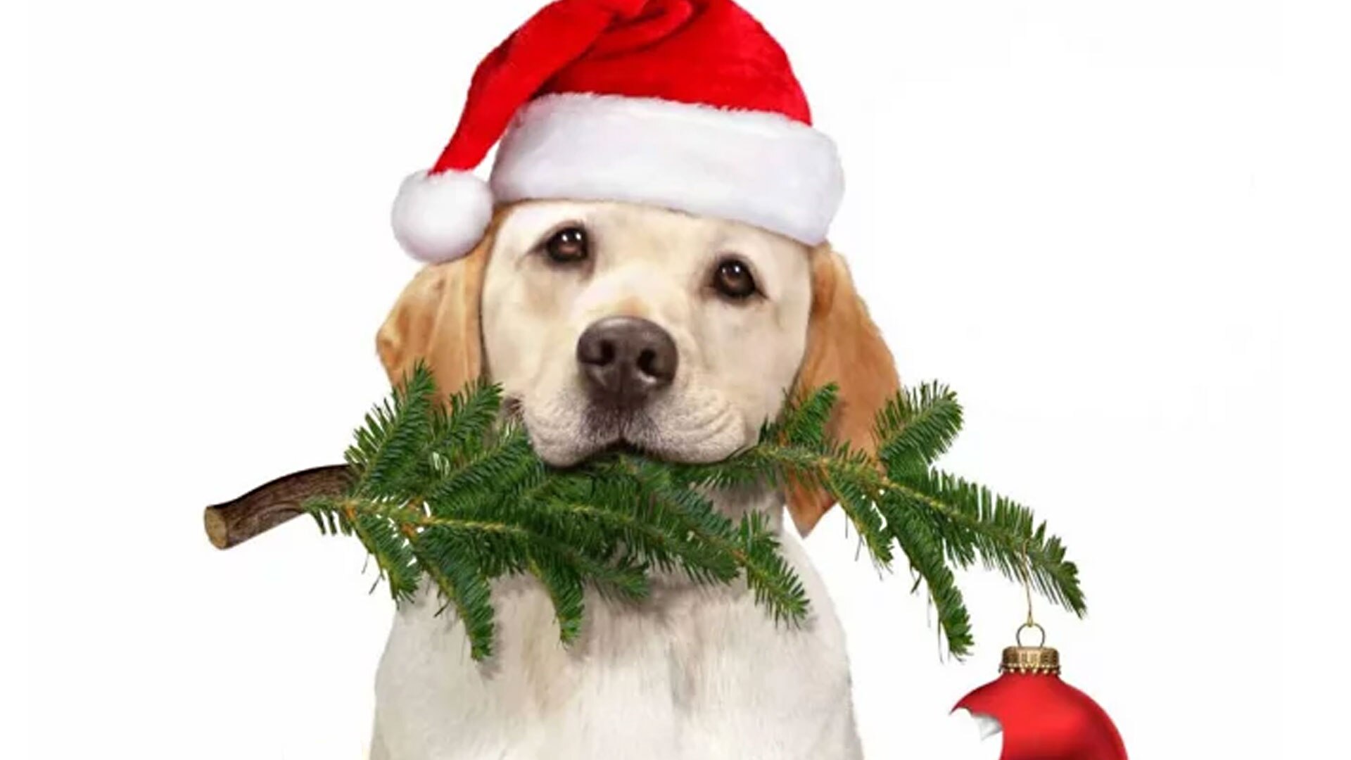 As Good It Gets Dog As Good It Gets Dog