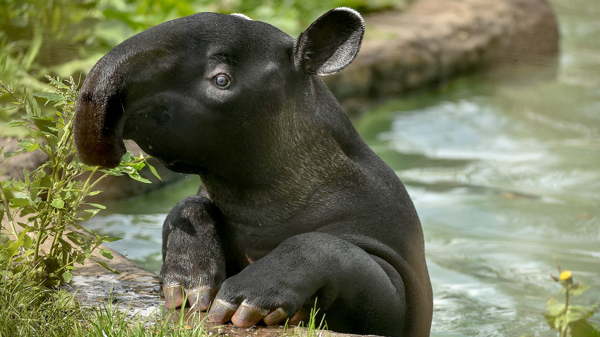 The Secret Life of the Zoo All 4