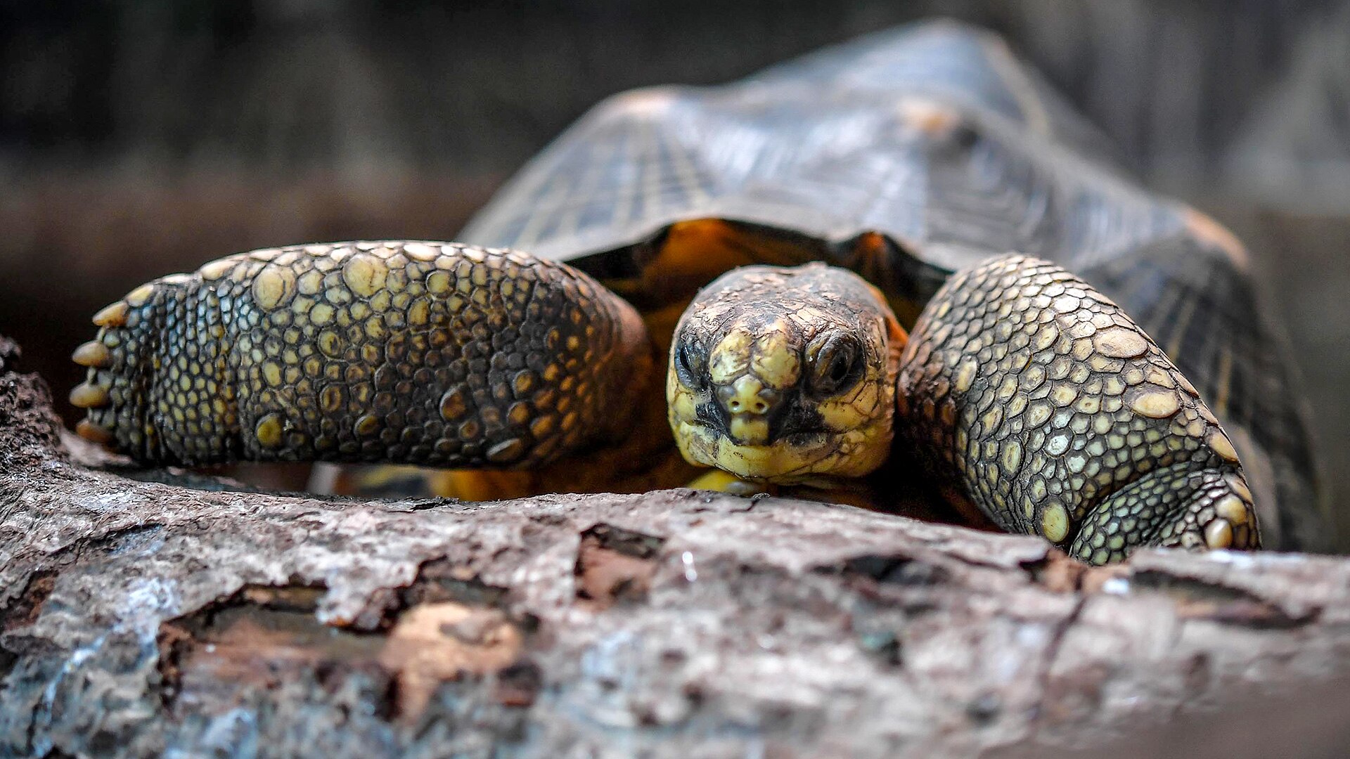 The Secret Life of the Zoo All 4