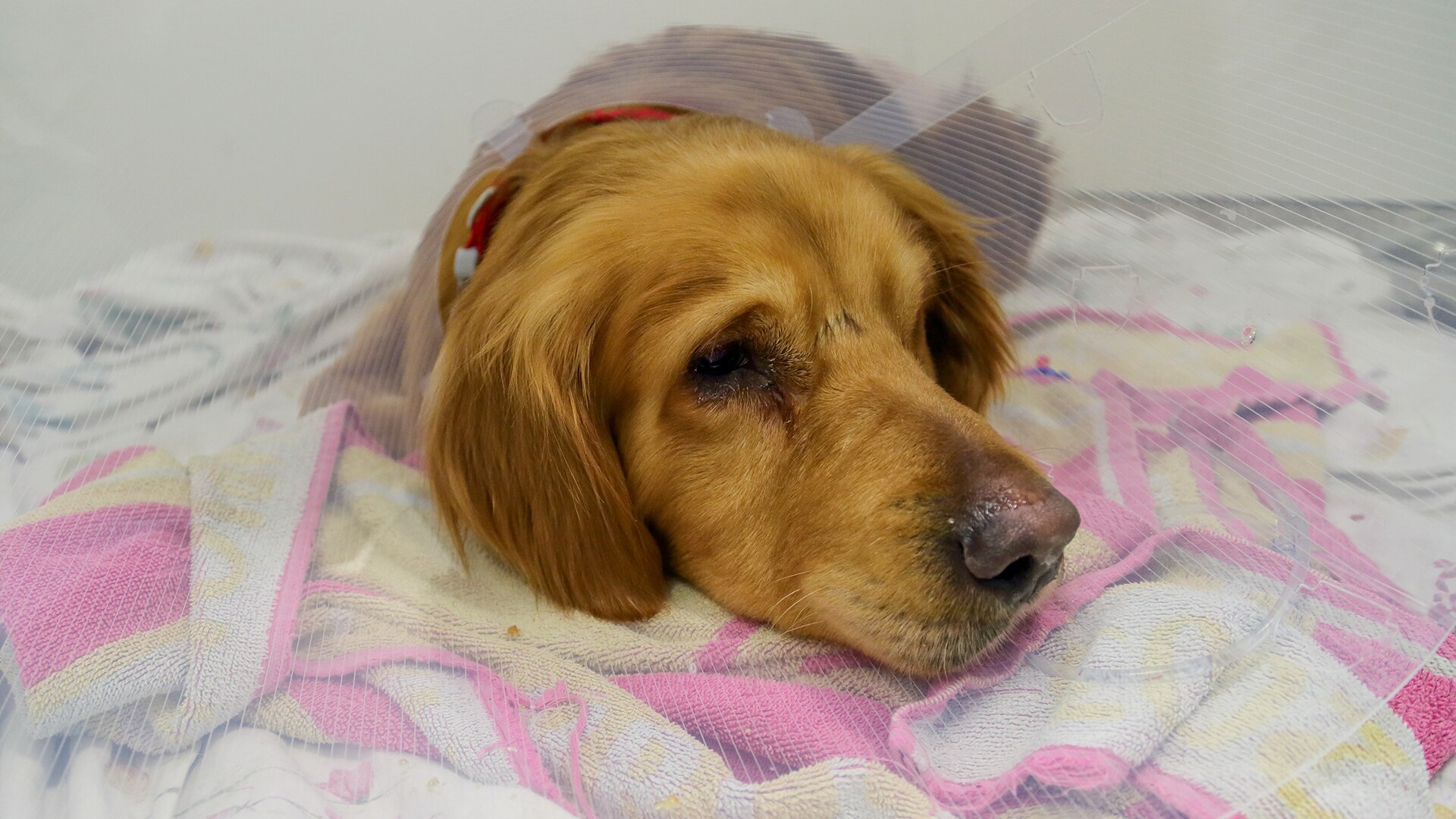 The Supervet At Christmas 2022 Watch The Supervet: Noel Fitzpatrick - All 4