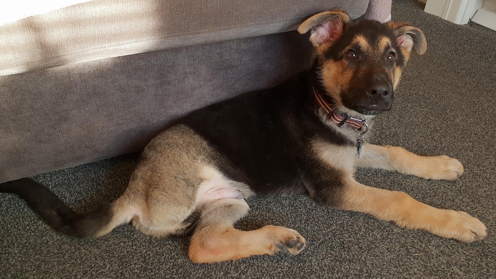 The Supervet At Christmas 2022 Watch The Supervet: Noel Fitzpatrick: The Supervet At Christmas 2019 - All 4