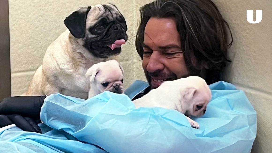 Watch Pete Wicks: For Dogs' Sake | Stream free on Channel 4