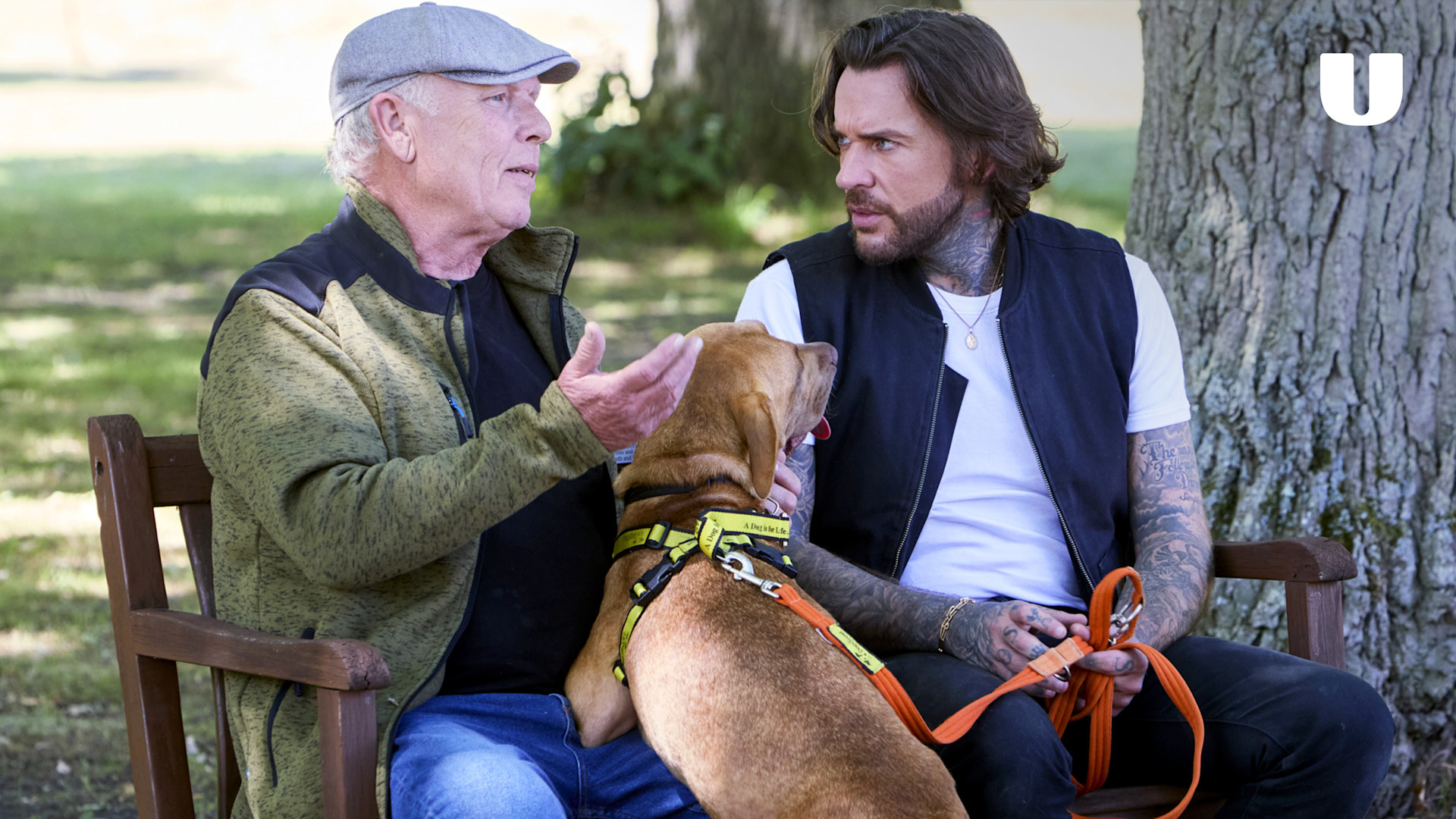 Watch Pete Wicks: For Dogs' Sake | Stream free on Channel 4
